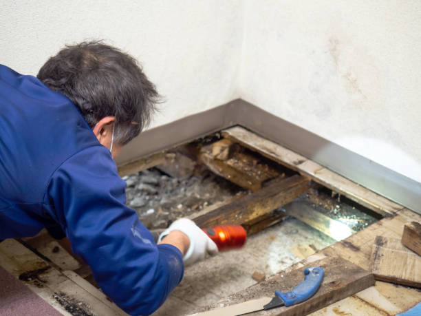 Best Crawl Space Mold Removal  in Albany, WI