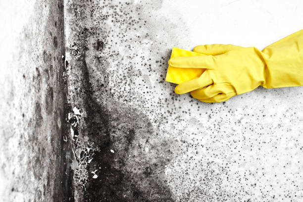 Crawl Space Mold Removal in Albany, WI