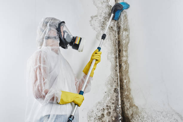 Best Fast Mold Removal  in Albany, WI