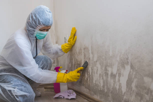 Best Professional Mold Removal  in Albany, WI