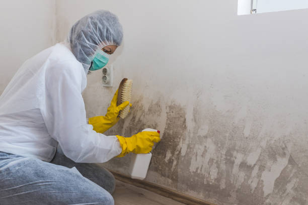 Best Mold Cleaning Services  in Albany, WI