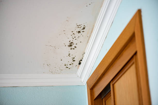 Best Residential Mold Removal  in Albany, WI