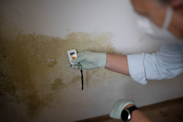 Best Same-Day Mold Removal  in Albany, WI